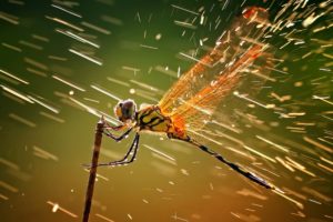 nature, Insect, Macro, Dragonflies