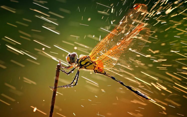 nature, Insect, Macro, Dragonflies HD Wallpaper Desktop Background