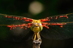 looking at viewer, Nature, Photography, Macro, Dragonflies