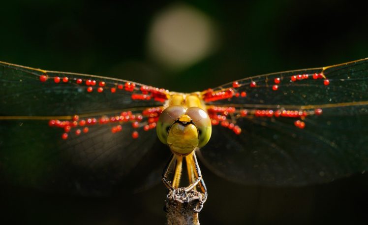 looking at viewer, Nature, Photography, Macro, Dragonflies HD Wallpaper Desktop Background