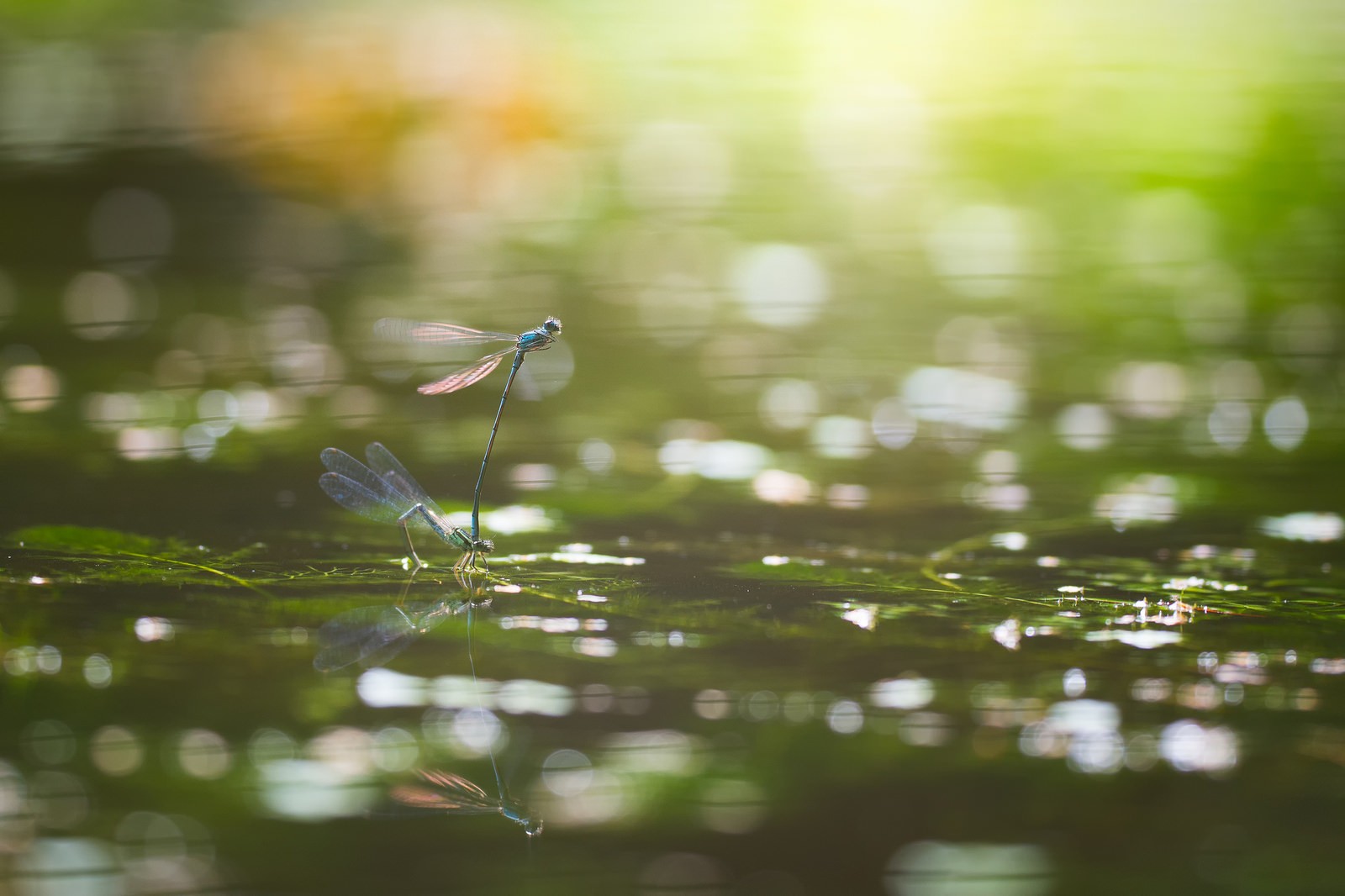 photography, Bokeh, Macro, Dragonflies, Insect, Water, Leaves Wallpaper