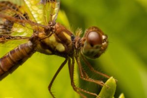 dragonflies, Animals, Nature