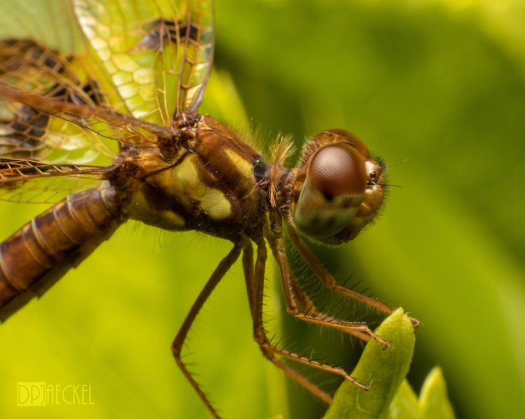 dragonflies, Animals, Nature HD Wallpaper Desktop Background