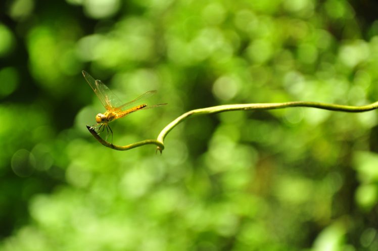 dragonflies, Green HD Wallpaper Desktop Background