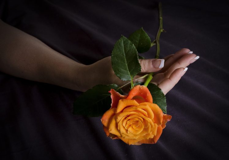 women, Hands, Rose, Flowers HD Wallpaper Desktop Background