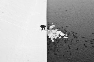 monochrome, Swan, Water, Duck, Snow