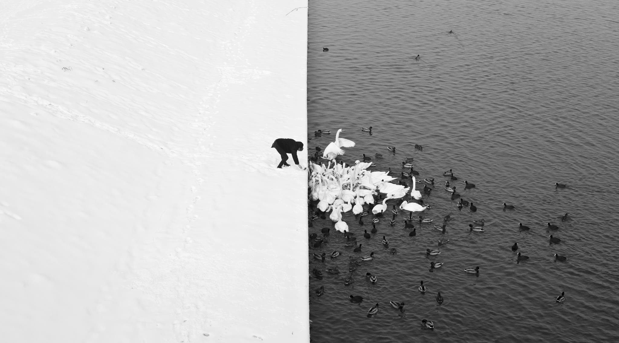 monochrome, Swan, Water, Duck, Snow Wallpaper