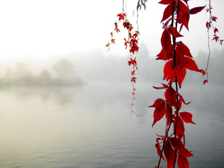 river, Leaves HD Wallpaper Desktop Background