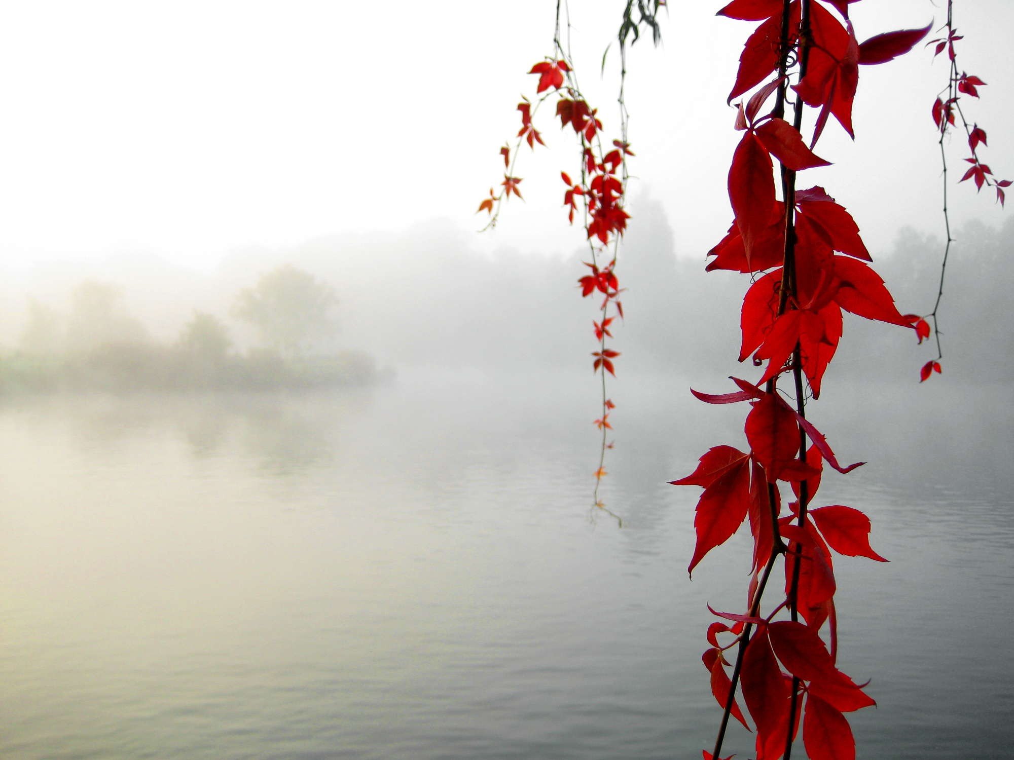 river, Leaves Wallpaper