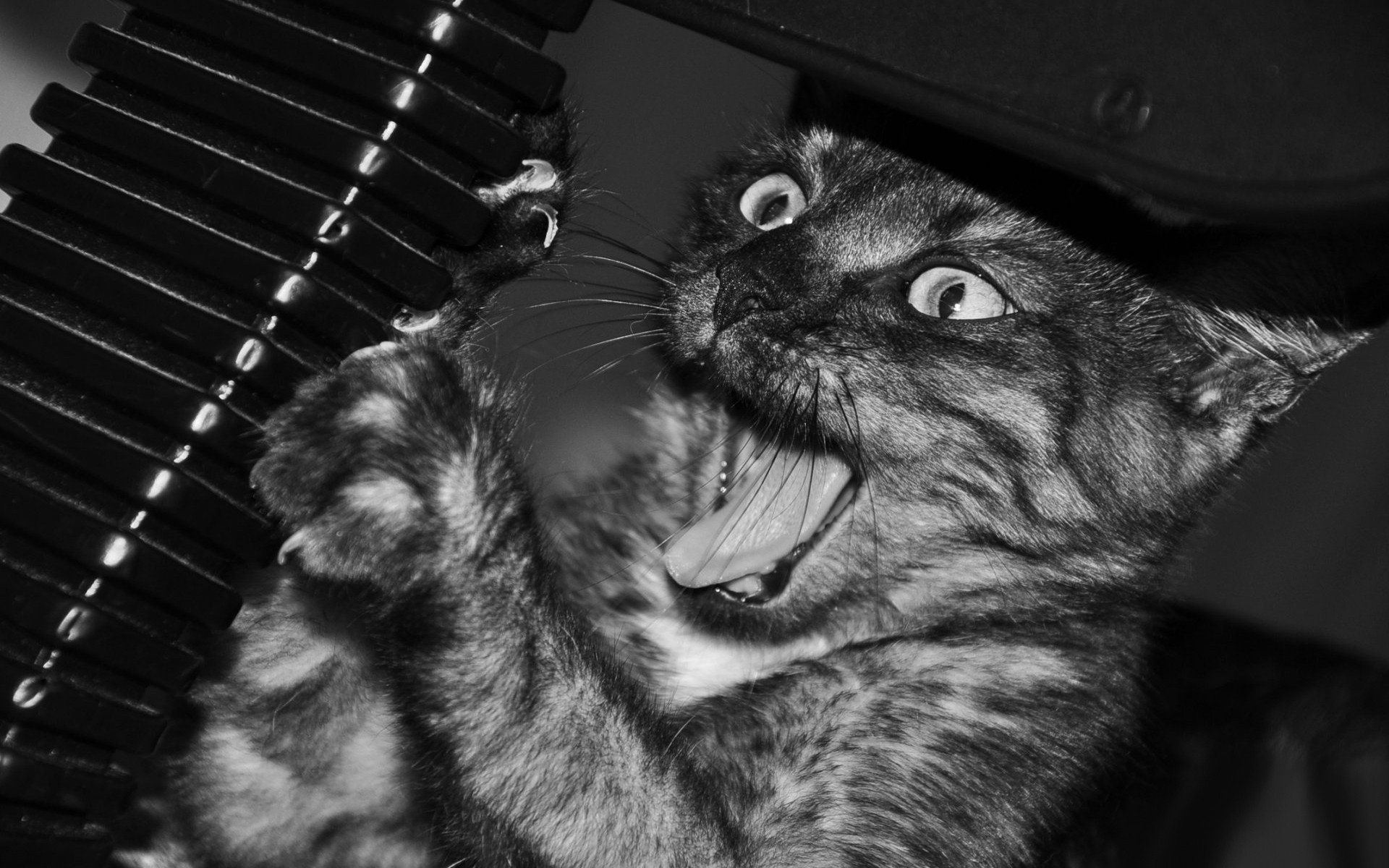 cat Wallpaper