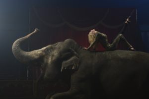 circus, Elephant