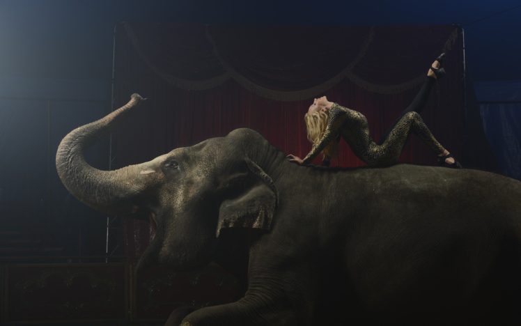 circus, Elephant HD Wallpaper Desktop Background