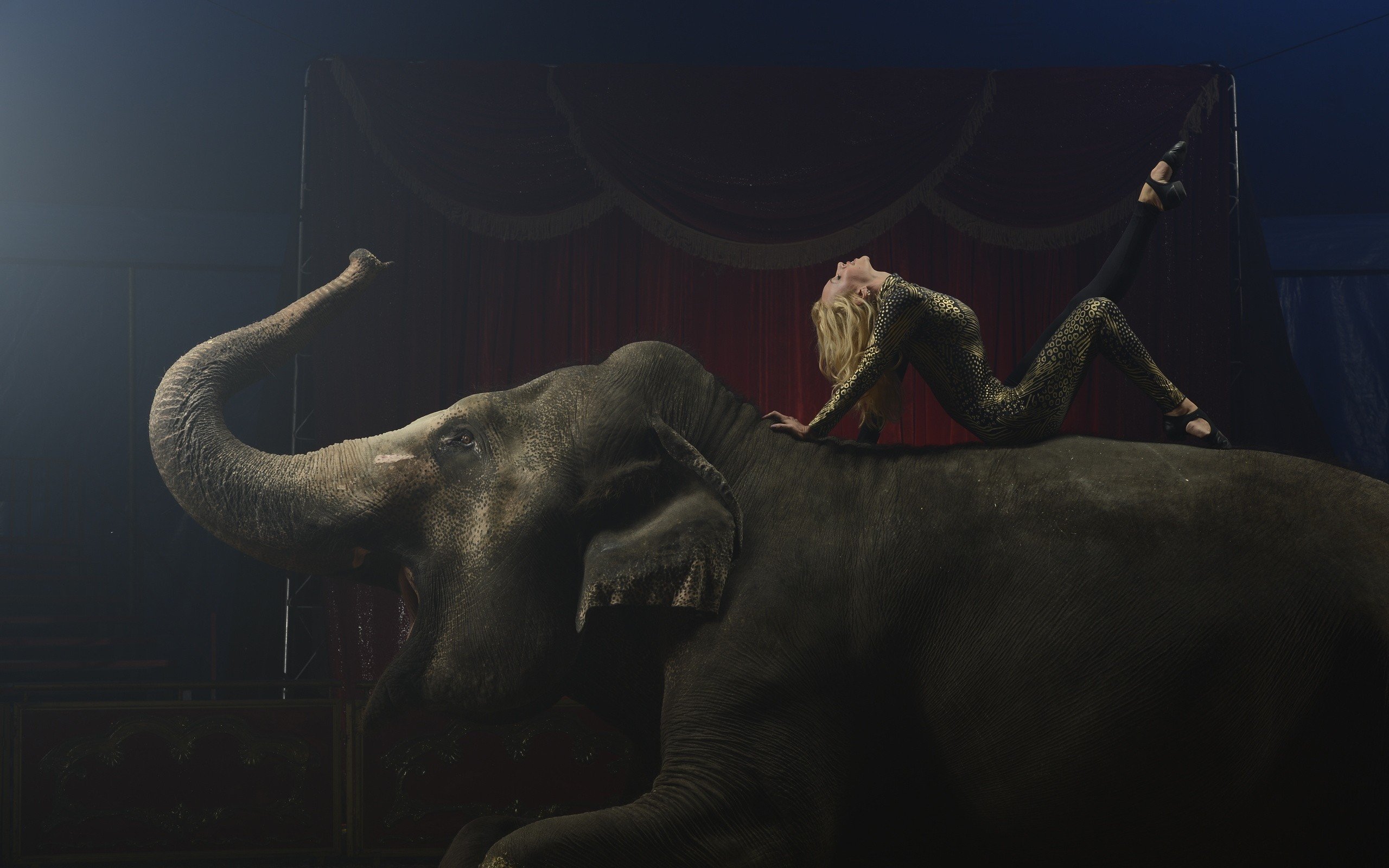 circus, Elephant Wallpaper