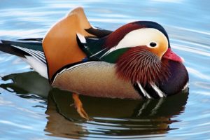 mandarin duck, Duck, Birds, Water