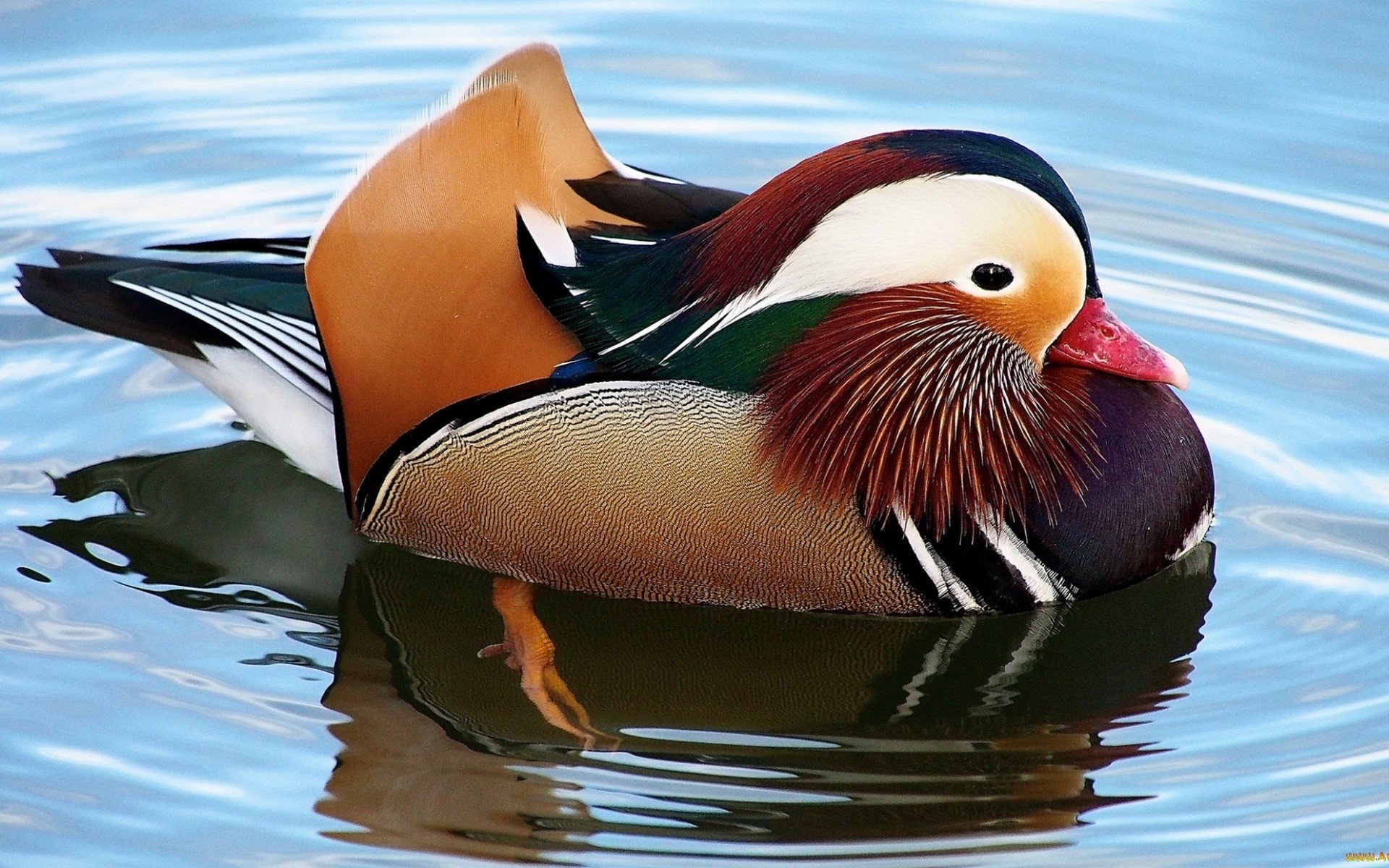 mandarin duck, Duck, Birds, Water Wallpaper