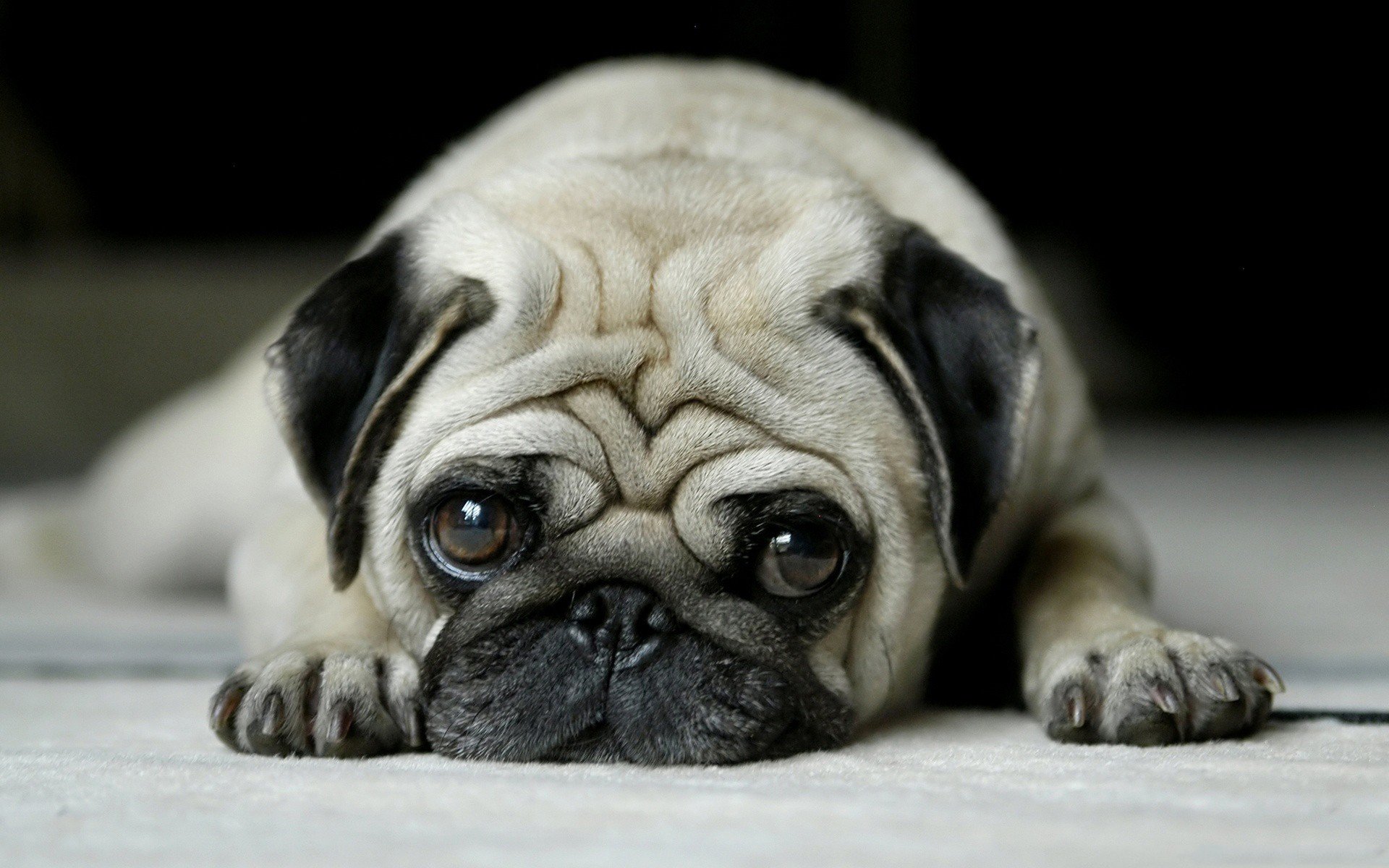 pug Wallpapers HD / Desktop and Mobile Backgrounds