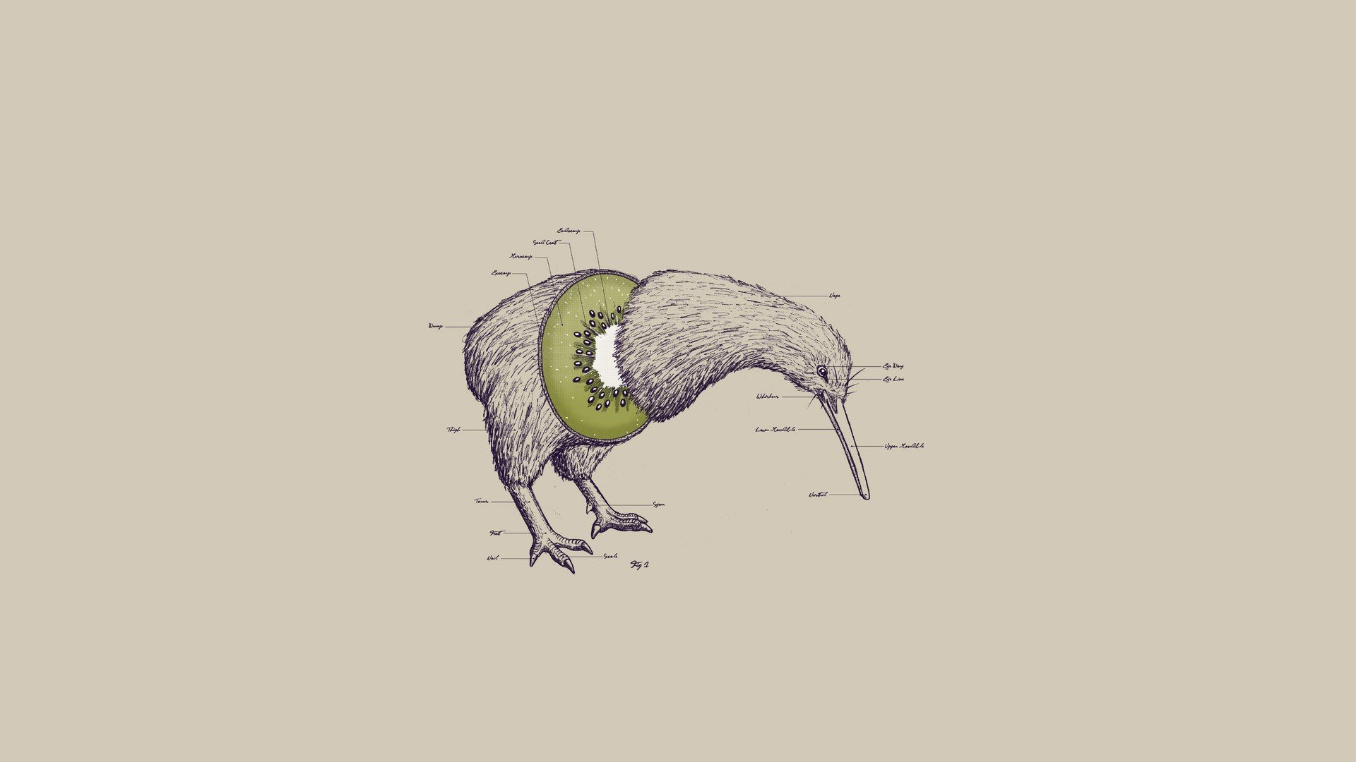 kiwi (animal) Wallpaper