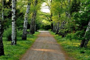 trees, Pathway