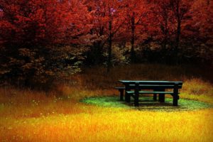 bench, Fall, Trees