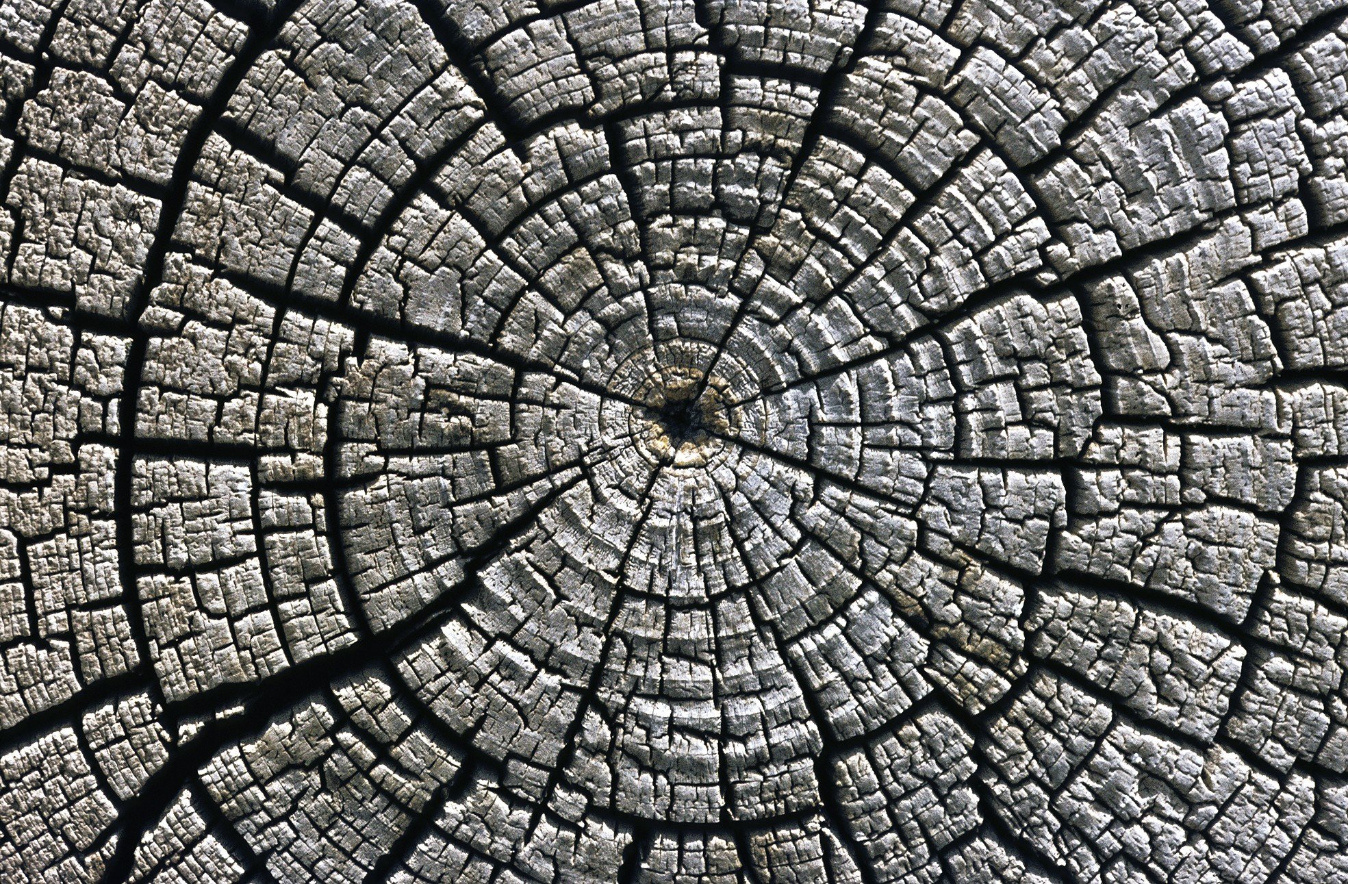 wood, Texture Wallpaper