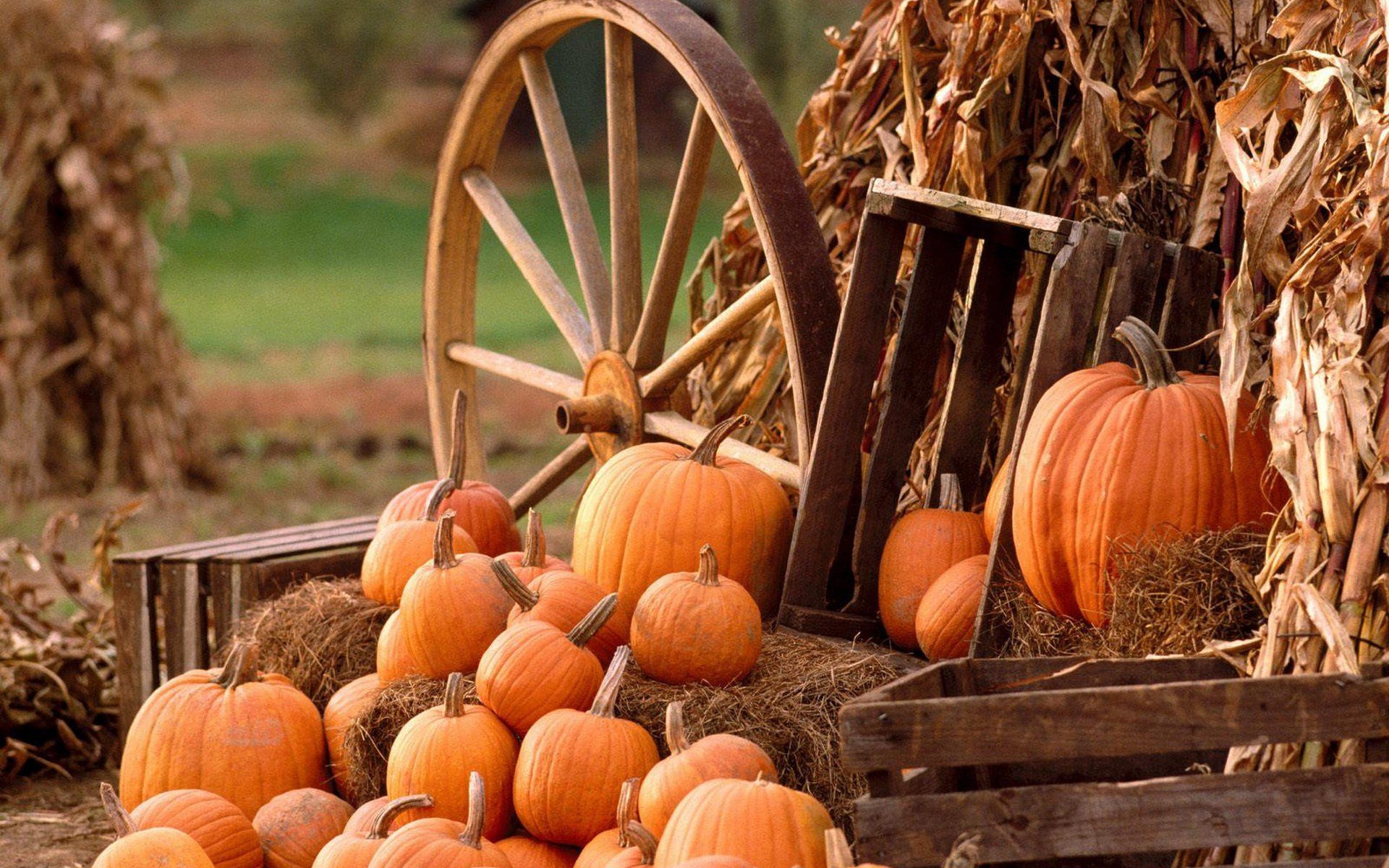 pumpkin, Wheels, Hay, Fall, Farm, Food Wallpaper
