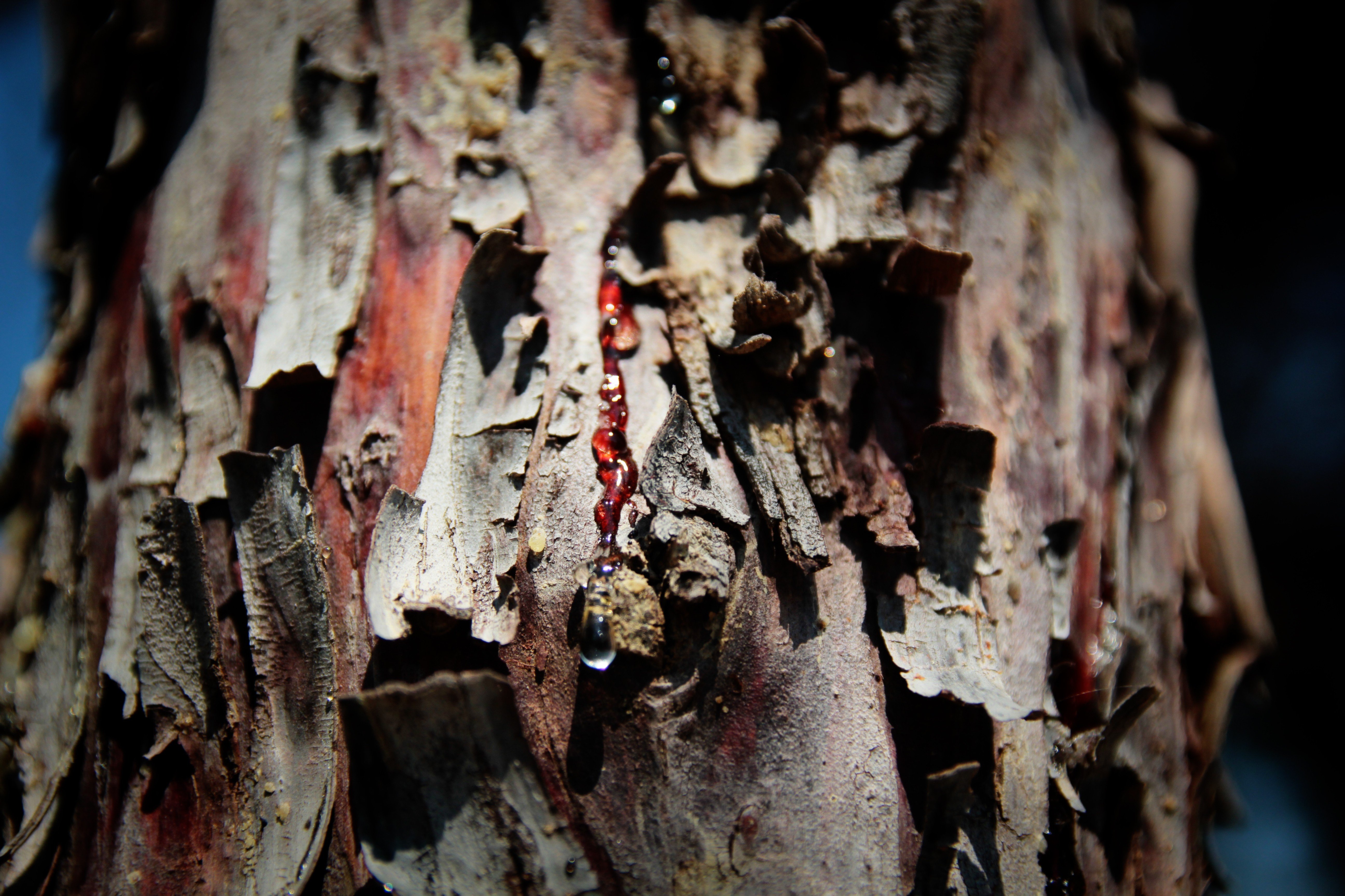 wood, Trees Wallpaper