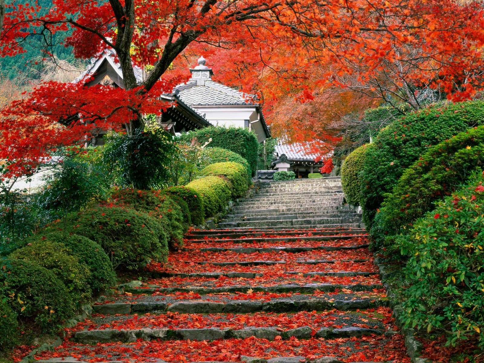 Japan, Fall, Stairs Wallpaper