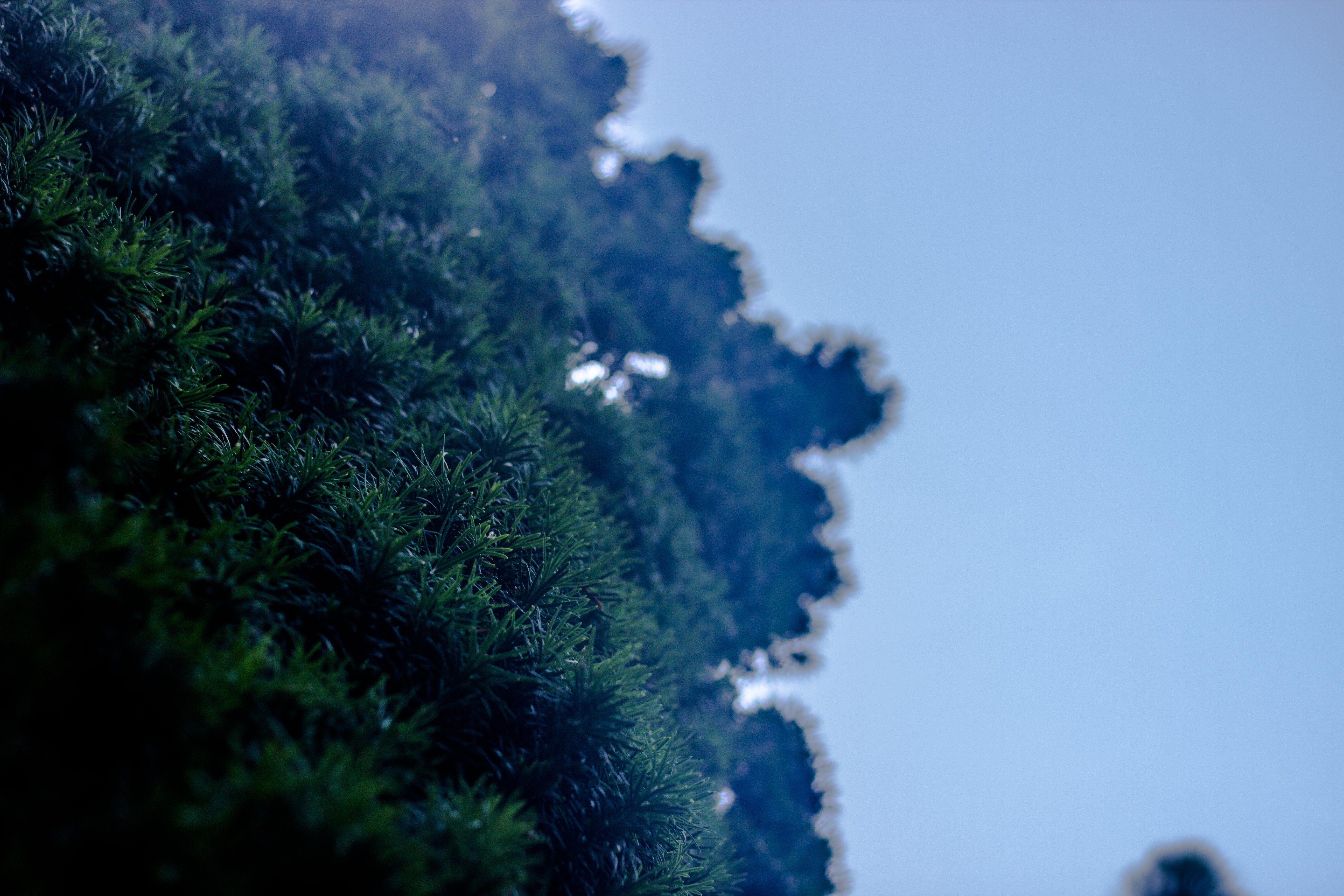 depth of field Wallpaper