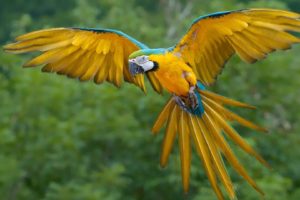 macaws, Parrot, Birds