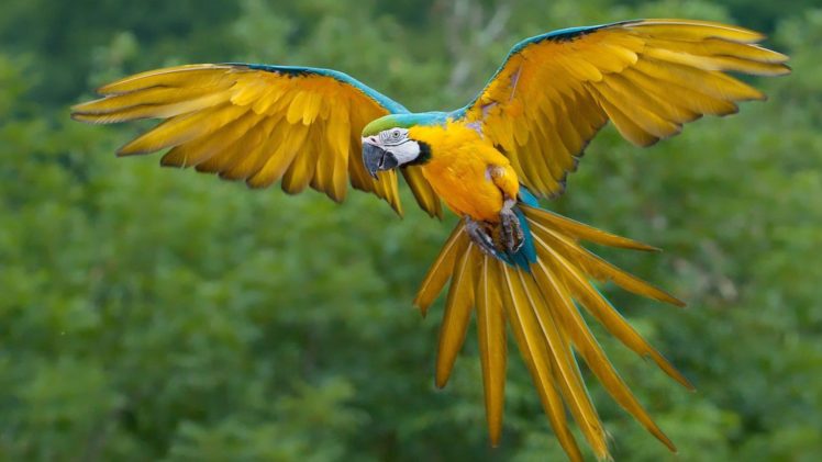 macaws, Parrot, Birds HD Wallpaper Desktop Background