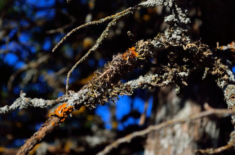 lichen, Depth of field, Branch HD Wallpaper Desktop Background