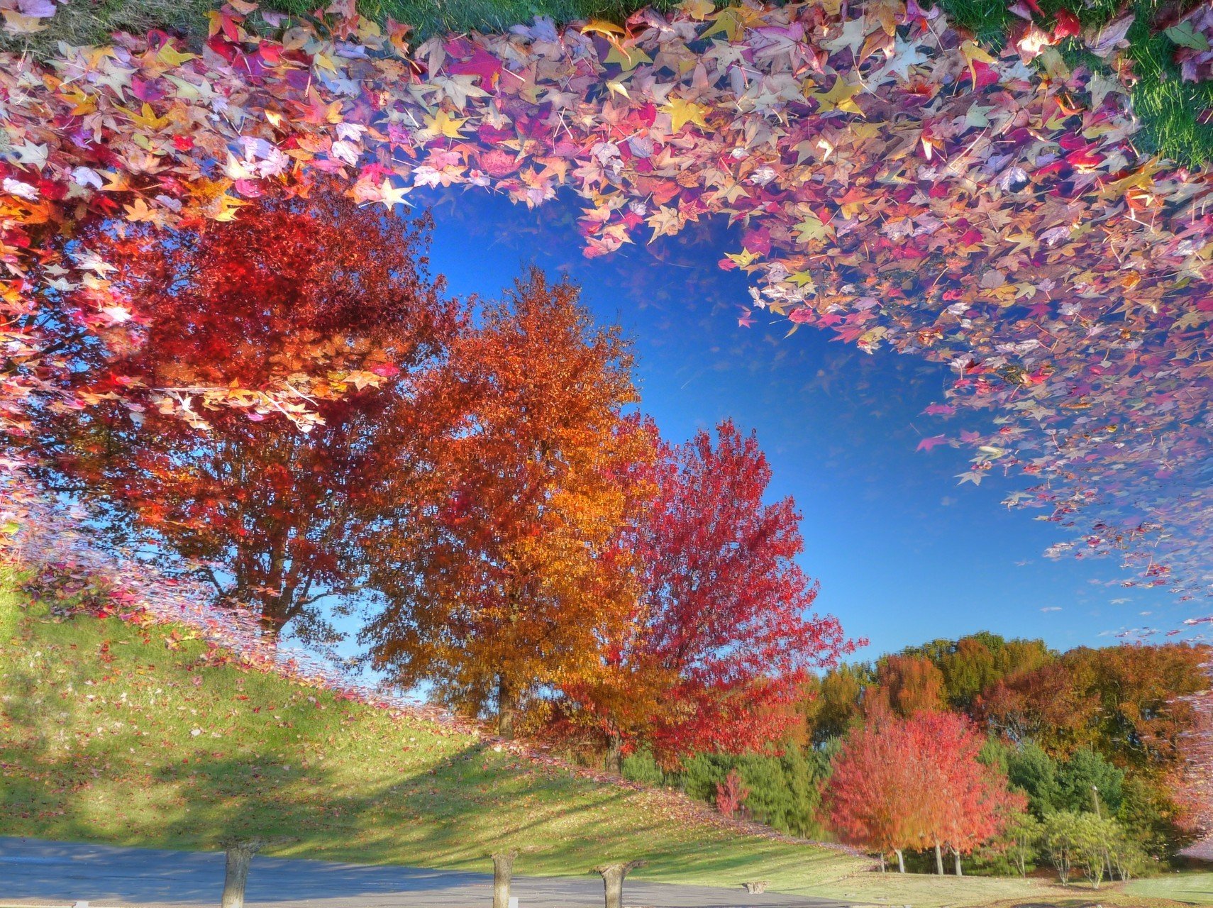 leaves, Trees, Reflection Wallpaper