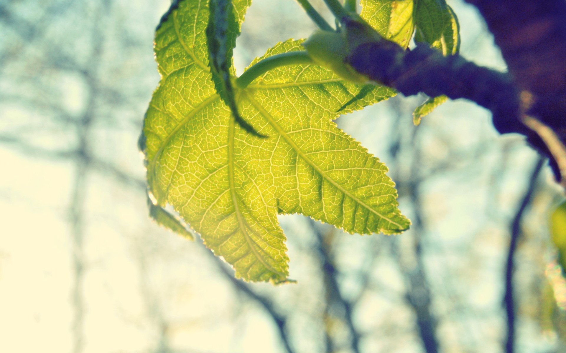 closeup, Leaves, Depth of field Wallpaper