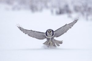 birds, Owl, Snow, Wings