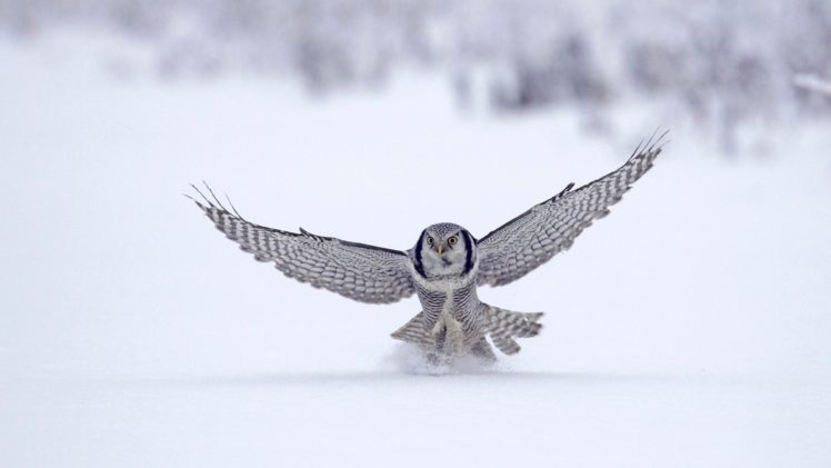 birds, Owl, Snow, Wings HD Wallpaper Desktop Background