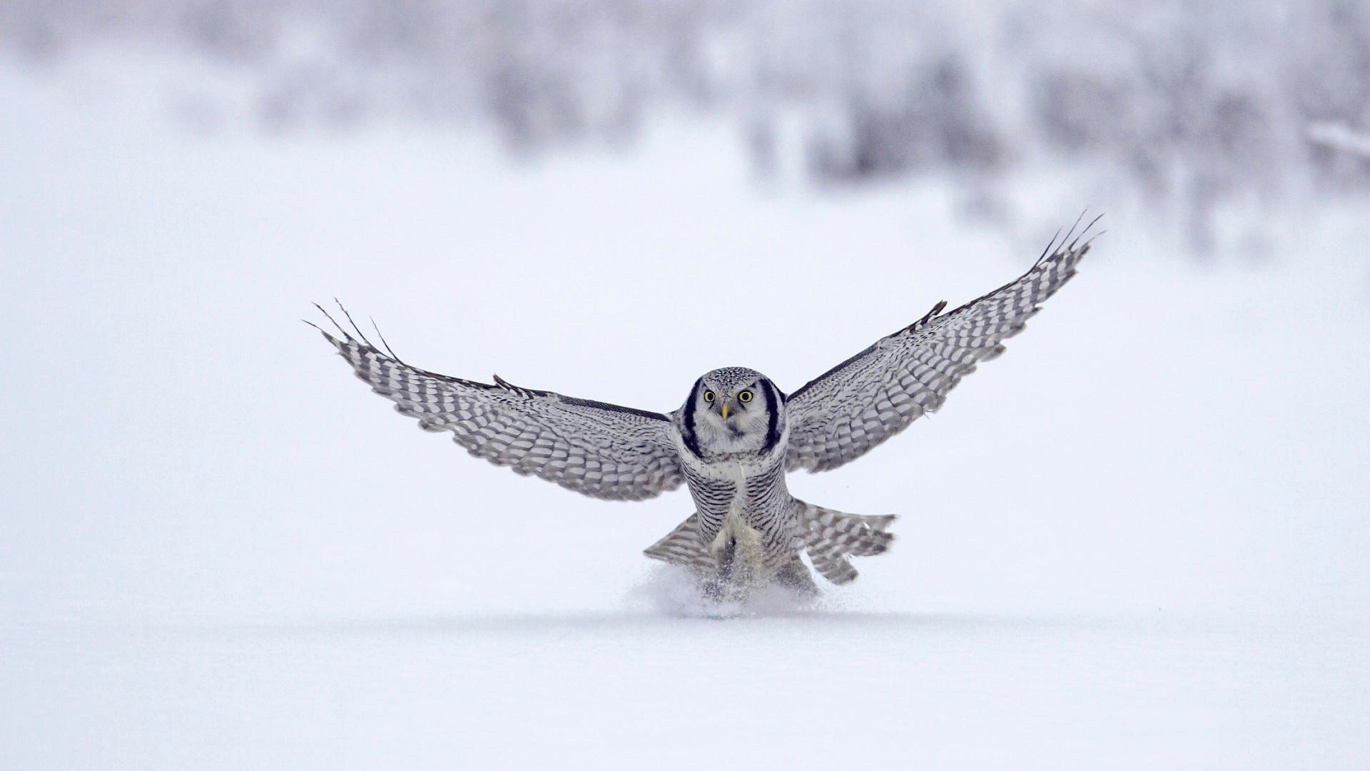 birds, Owl, Snow, Wings Wallpaper