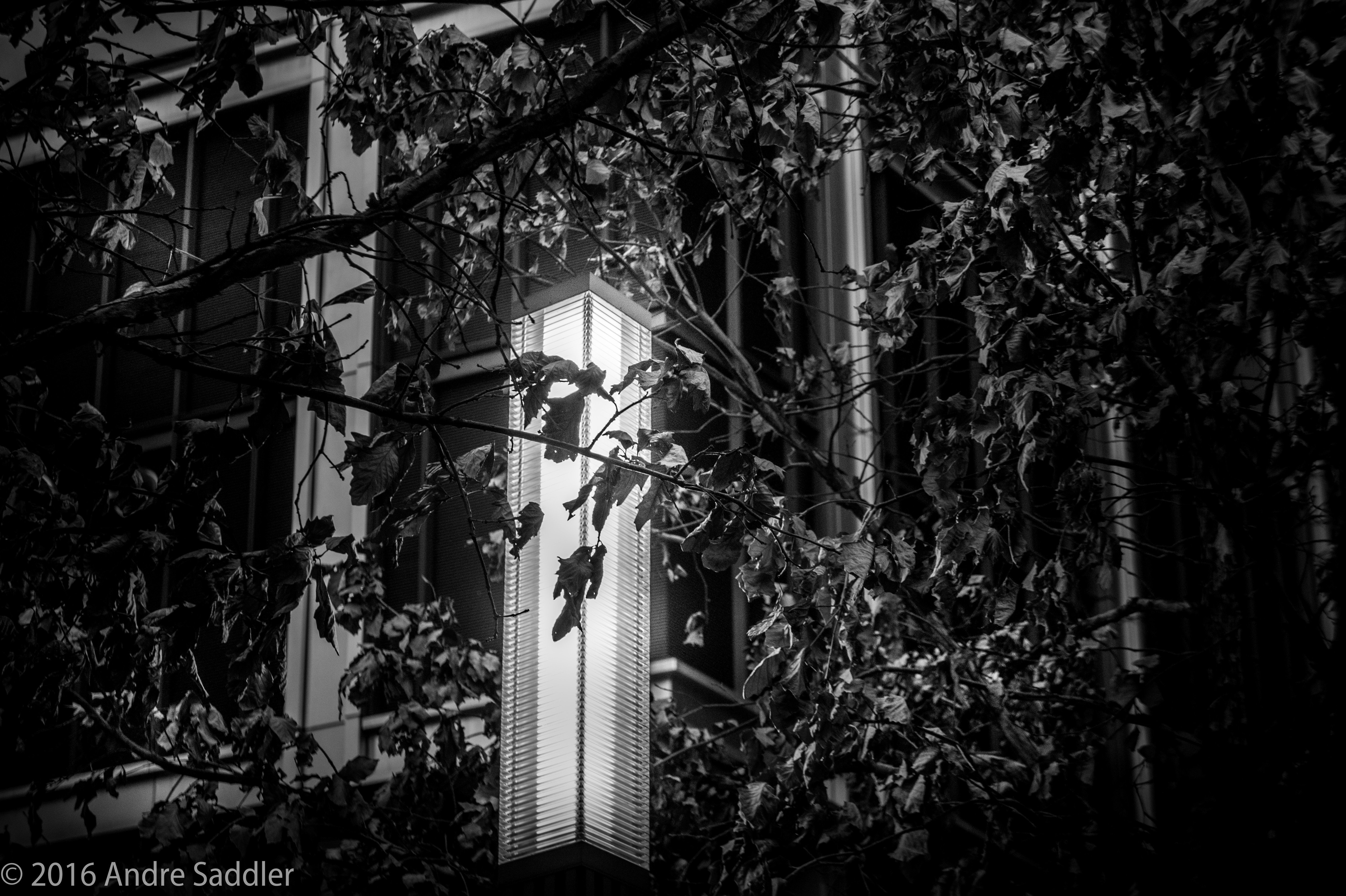 monochrome, Lamp, Window, Dead trees Wallpaper