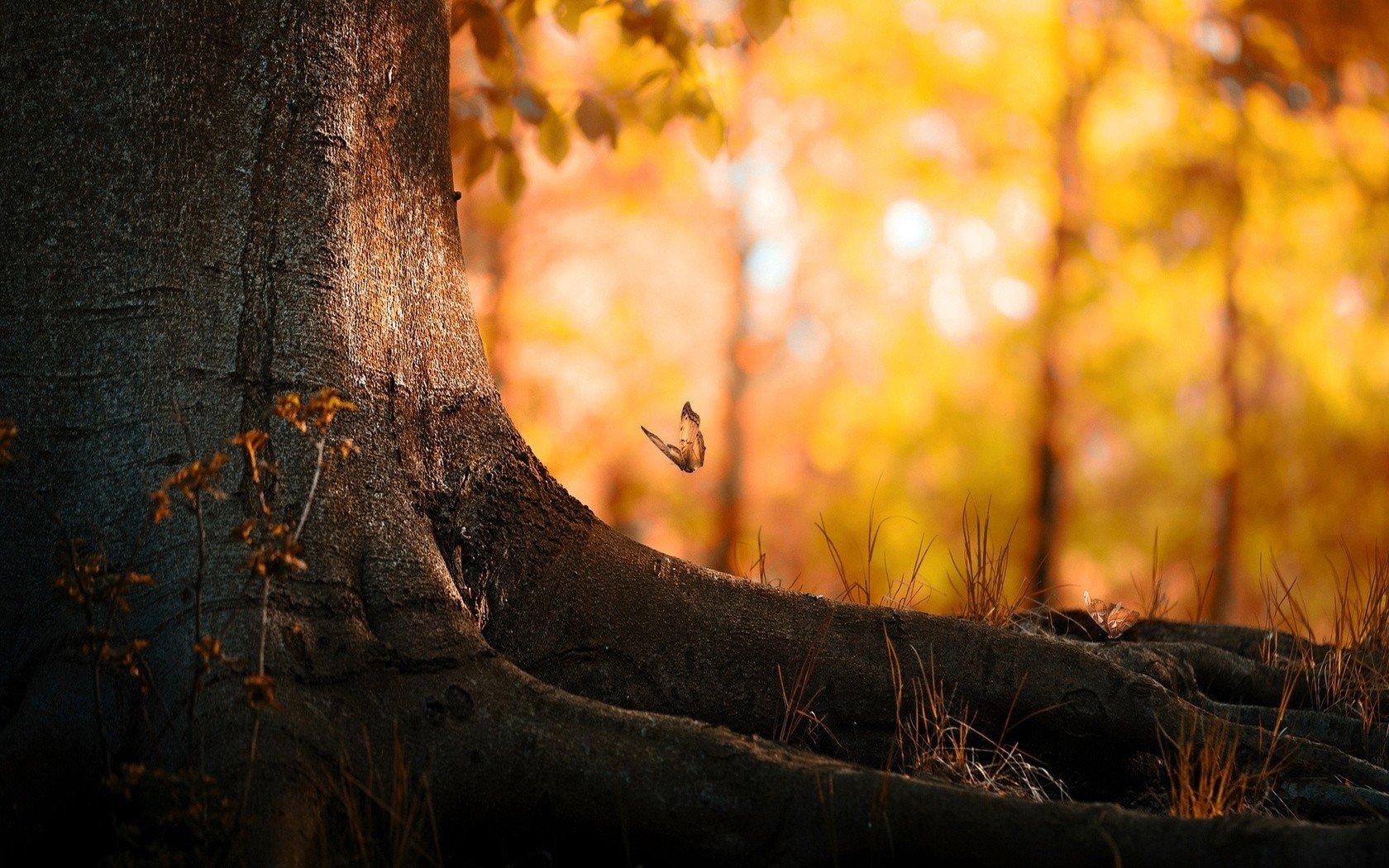 trees, Butterfly, Fall Wallpaper