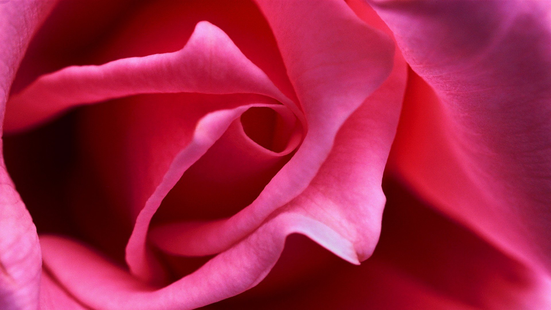 macro, Rose Wallpapers HD / Desktop and Mobile Backgrounds