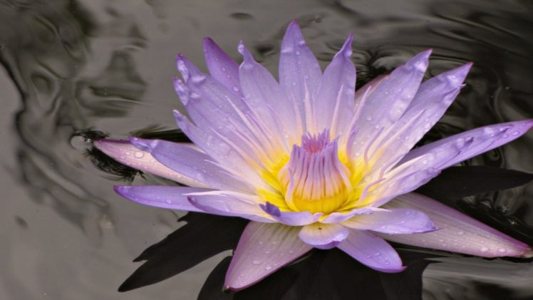 macro, Water lilies, Water HD Wallpaper Desktop Background