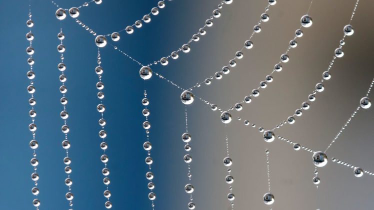 spiderwebs, Rain HD Wallpaper Desktop Background