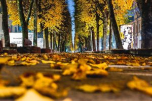 worms eye view, Trees, Leaves, Fall, Street, New York City