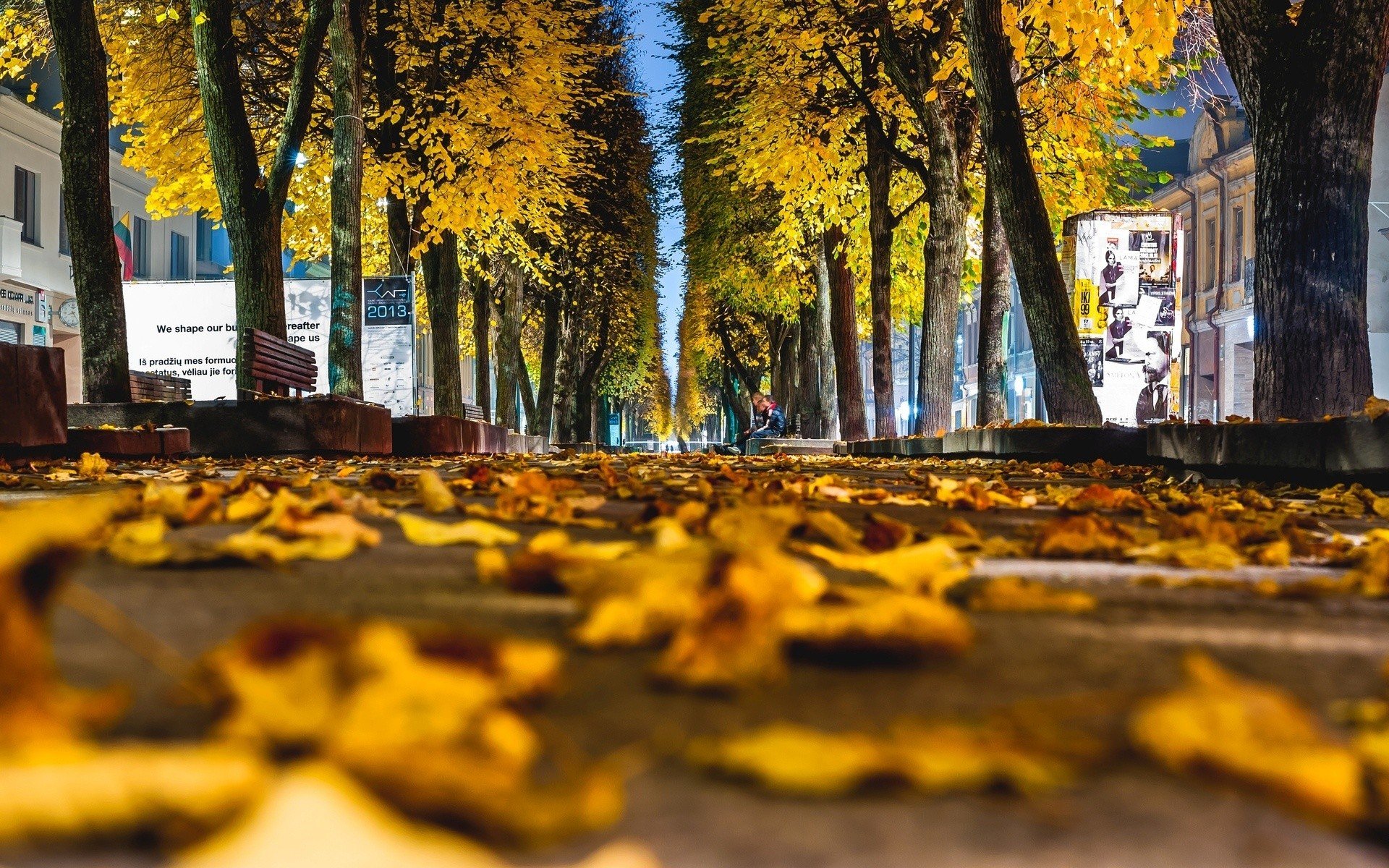 worms eye view, Trees, Leaves, Fall, Street, New York City Wallpaper