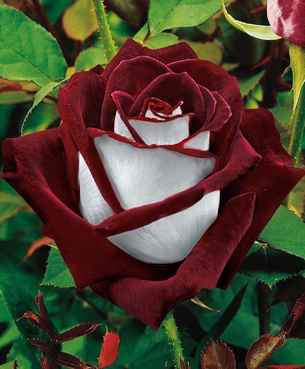 rose Wallpaper