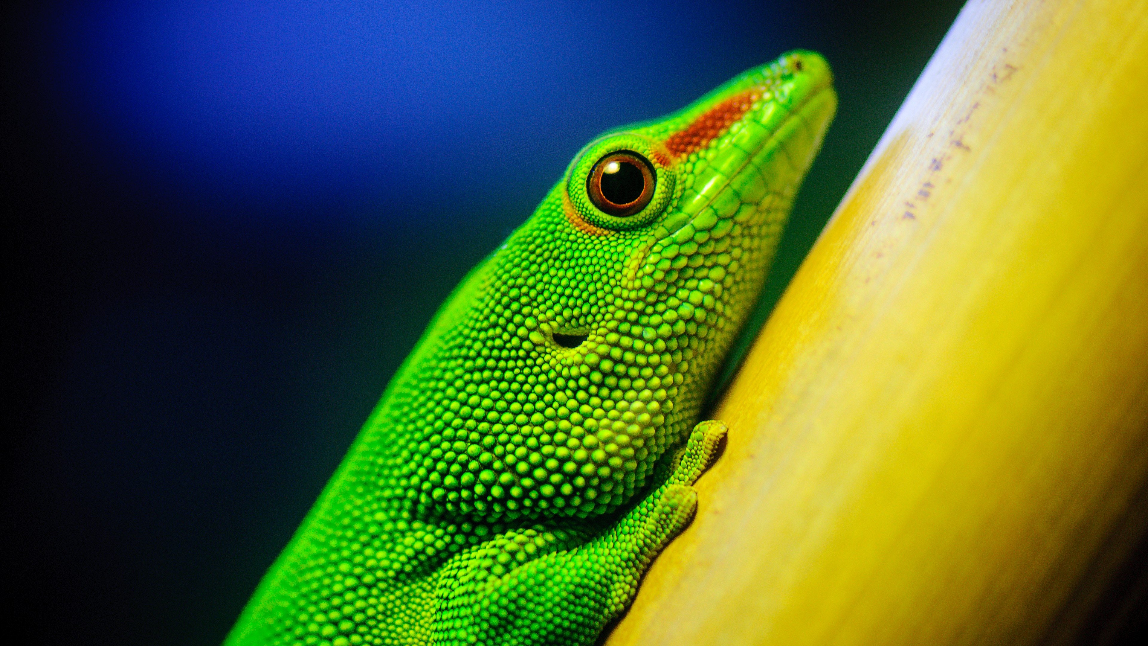 lizards Wallpaper