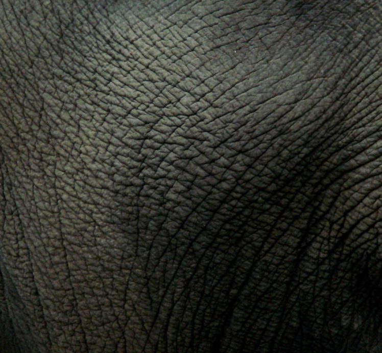 leather, Elephants HD Wallpaper Desktop Background