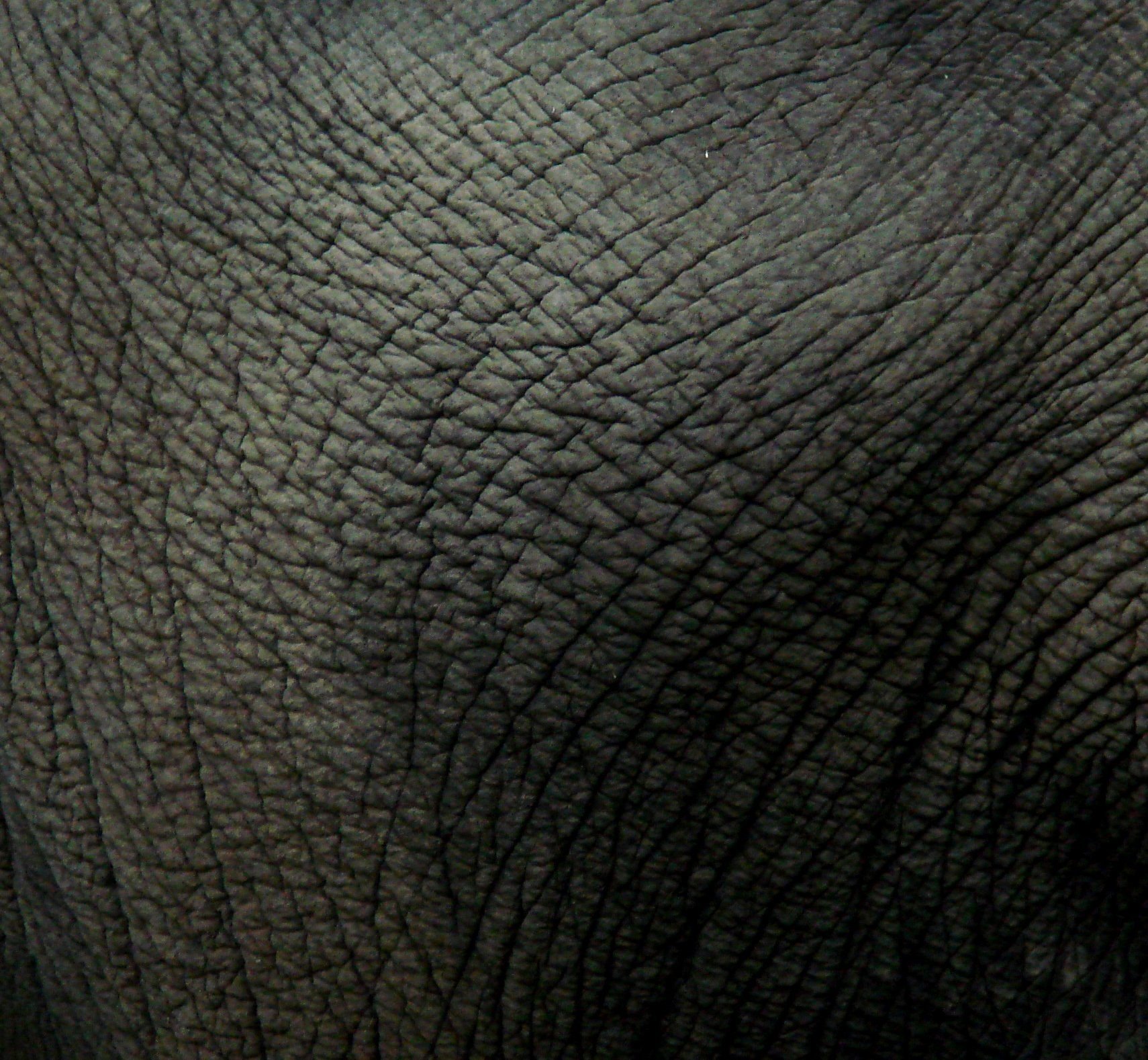 leather, Elephants Wallpaper