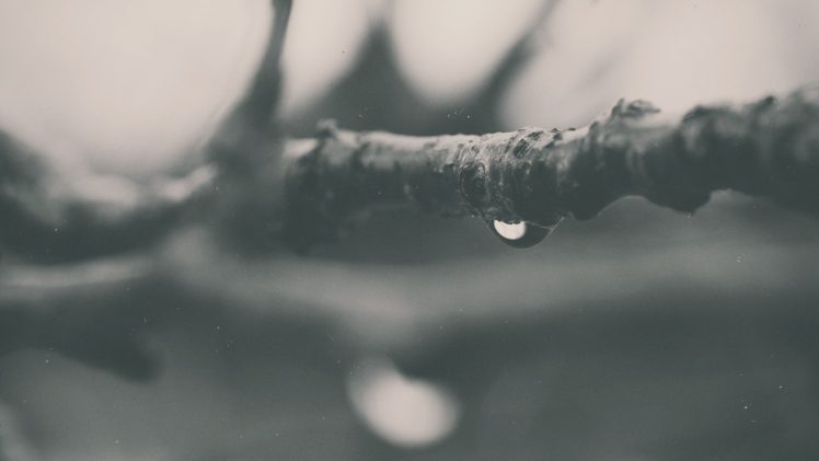 water drops, Macro HD Wallpaper Desktop Background
