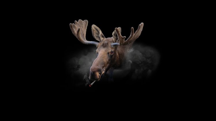 moose, Smoke, Cannabis, Minimalism, Fur HD Wallpaper Desktop Background