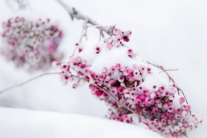 berries, Snow